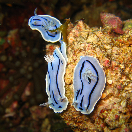  Chromodoris willani (Sea Slug)